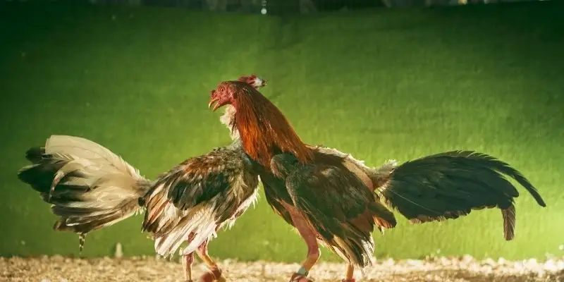 Đá Gà Mạng - Bộ Môn Giải Trí Hấp Dẫn Kịch Tính 2026