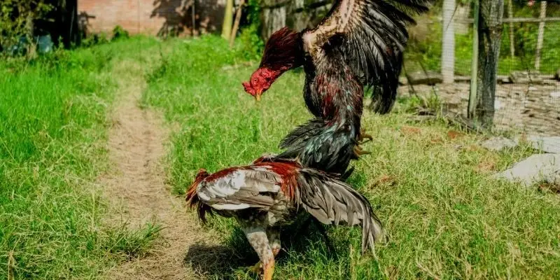 Hình thức đá gà xuất hiện phổ biến trên thị trường hiện nay