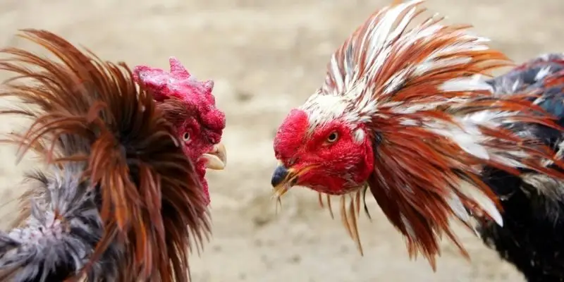 Khái quát chung về hình thức đá gà mạng